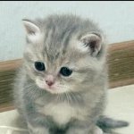 kitten sorry