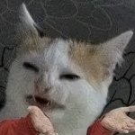 Confused Cat template