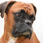 boxer