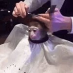 monkey haircut