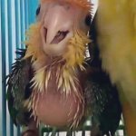 Birb