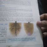 Hair