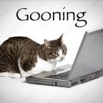 Gooning Cat