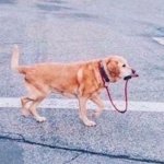dog leading itself