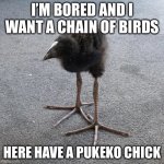 I RAN OUT OF IMAGINATION!!!!!!!!!!!!! So post what you like with DETERMINATION!!!!!!!!!!!!!!!!!!!!!!!!!!!!!!!!!!!!!!!!!!!!!!!!!! | I’m bored and I want a chain of birds; Here have a pukeko chick | image tagged in pukeko chick,funny,memes,random,upvotes,oh wow are you actually reading these tags | made w/ Imgflip meme maker