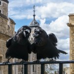 Gossiping Ravens