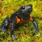 Black Frog