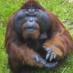 orangutan