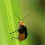 Not nice bug