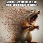 badass squirrel disintegrating | Squirrels when there's no bird food in the bird feeder | image tagged in badass squirrel disintegrating | made w/ Imgflip meme maker