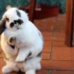 Waving rabbit