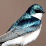Birdy