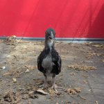 judgmental chicken