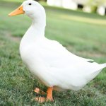 Generic duck