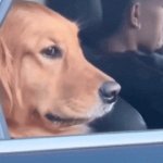 Dog roll up window