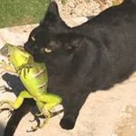 cat with a lizard