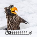 whaaaaaaaaat | Whaaaaaaaaat? | image tagged in what | made w/ Imgflip meme maker
