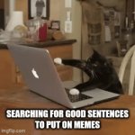 Typing :D | searching for good sentences
to put on memes | image tagged in gifs,cat | made w/ Imgflip video-to-gif maker
