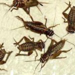I’m sick xd | image tagged in crickets | made w/ Imgflip meme maker