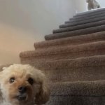 Dog surprise