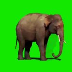 green screen elephant effect meme