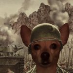 Scared Chihuahua meme