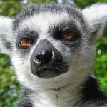 Unimpressed Lemur