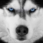 alpha husky