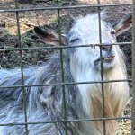 Goat High AF
