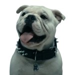 Terror The Bulldog