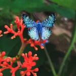 The most beautiful butterfly