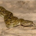 Southern African Python (Python natalensis) template