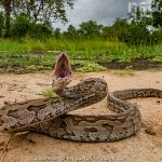 Angry African Rock Python template