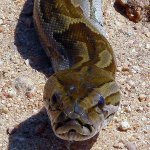 Staring African Rock Python template