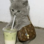 Happy National Boba Day