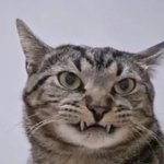 Unhappy cat