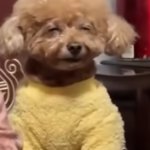 I'm 2 high dawg