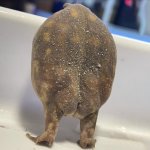 Frog booty