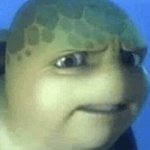 disgusted turtle