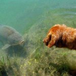 Fish talk