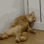 tired nbe like meme