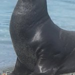 Sea lion posing