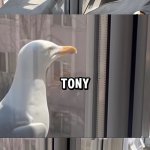 Fuck You Tony template