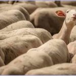 sheep in herd