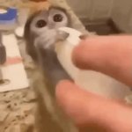 baby monkey bottle GIF Template
