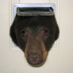 bear
