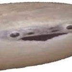 Sacabambaspis when he hears what search history means