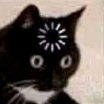 Confused Cat
