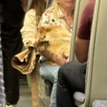 Sad commuter dog
