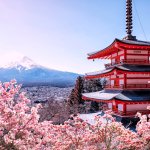 Cherry Blossoms Japan